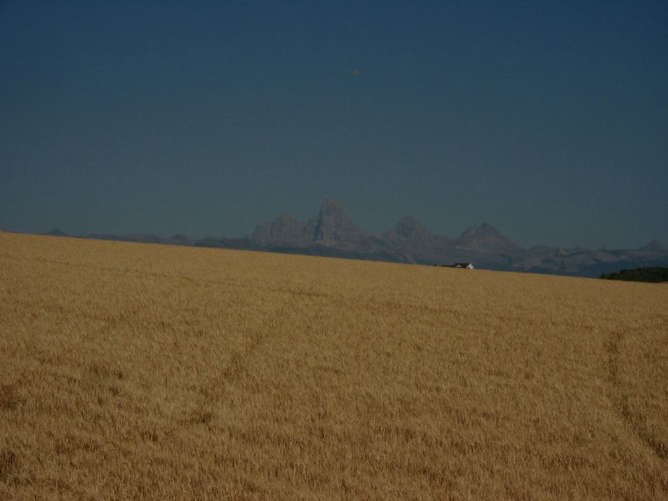 Golden wheat field with the distant Teton Range under a blue sky